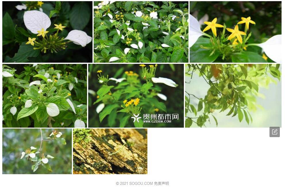 贡山玉叶金花照片和图片/