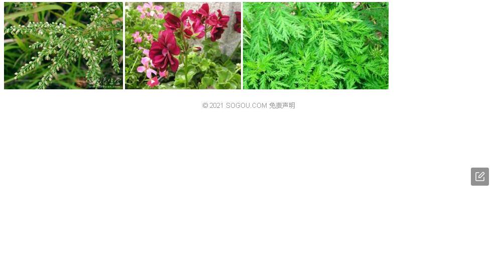 贡山蒿照片和图片/