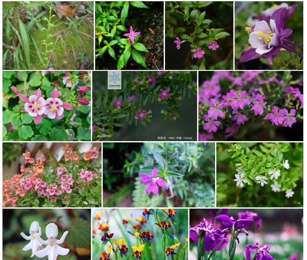 败蕊无距花照片和图片/