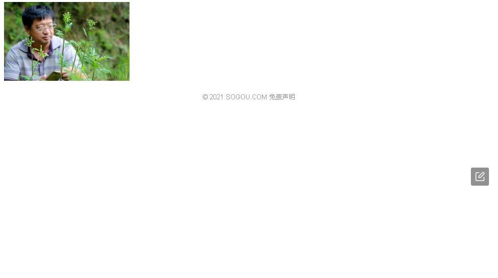败酱叶菊芹照片和图片/