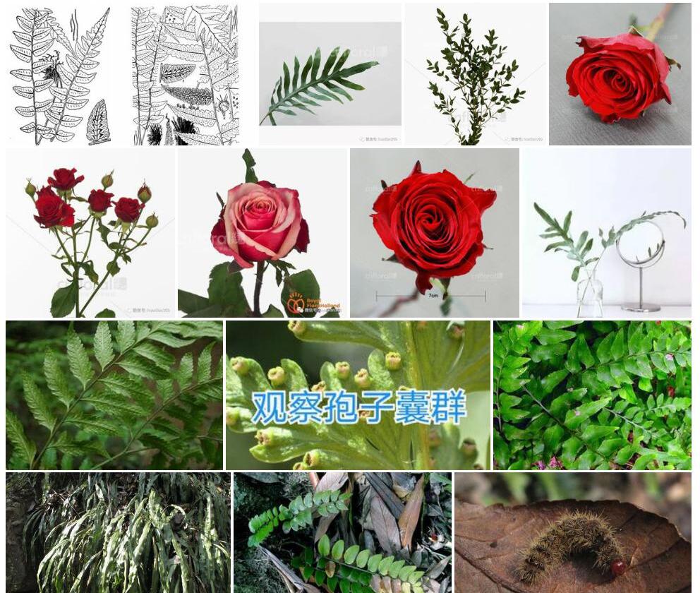 贯众叶溪边蕨照片和图片/