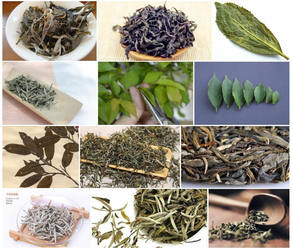 贴毛折柄茶照片和图片/