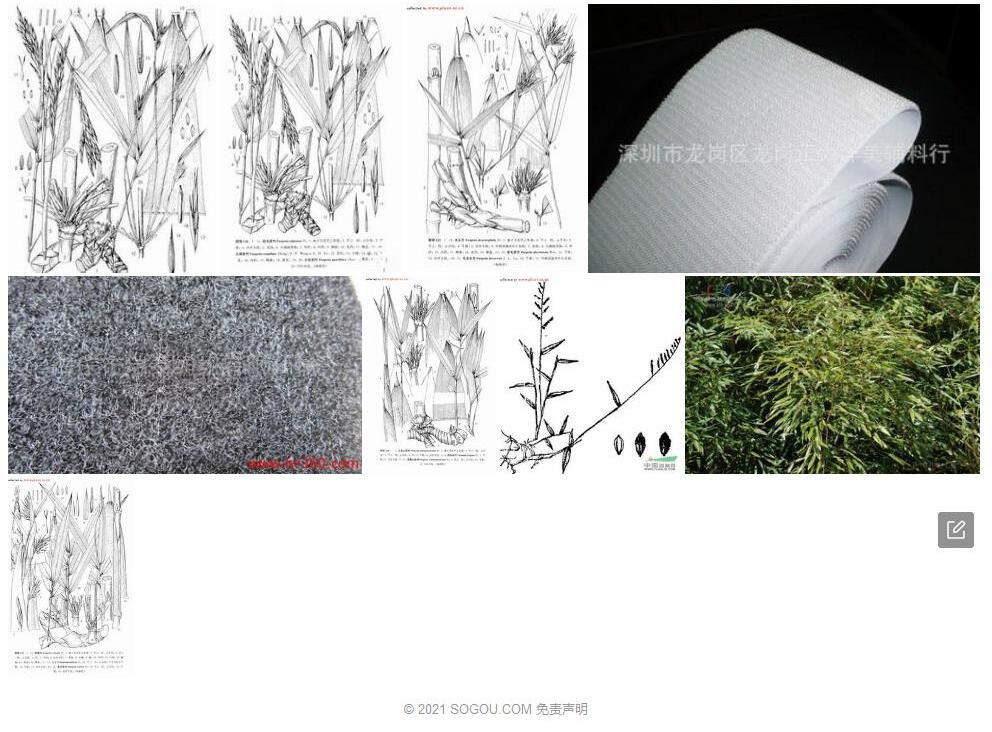 贴毛箭竹照片和图片/