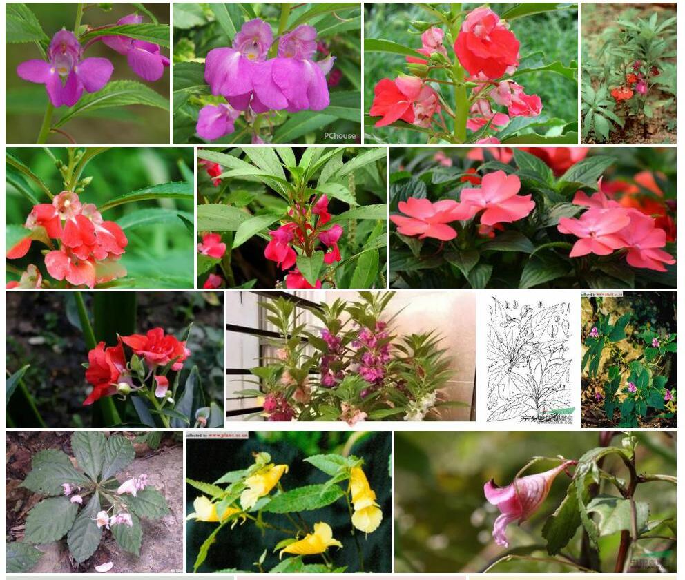 贵州凤仙花照片和图片/
