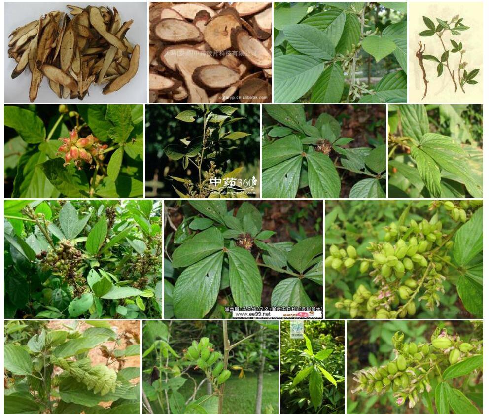 贵州千斤拔照片和图片/