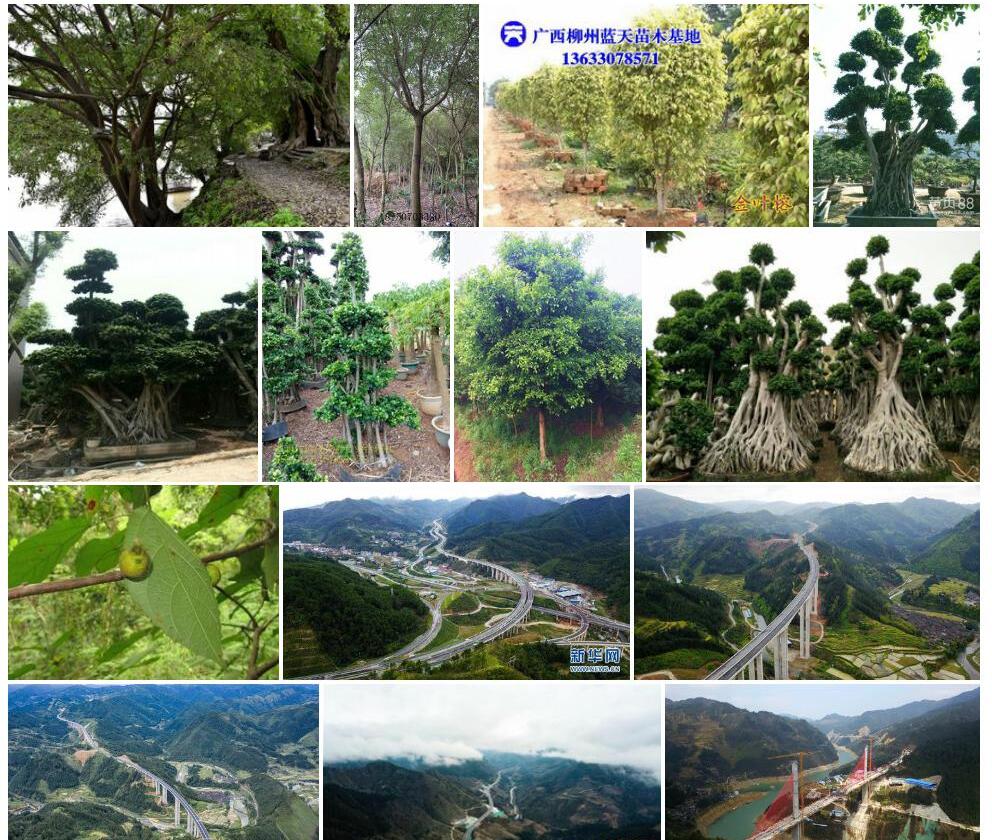 贵州榕照片和图片/