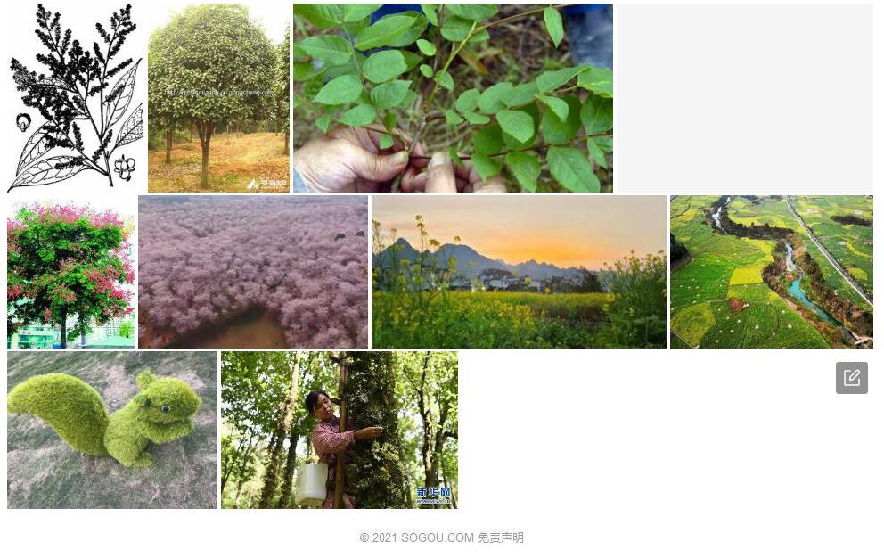 贵州泡花树照片和图片/