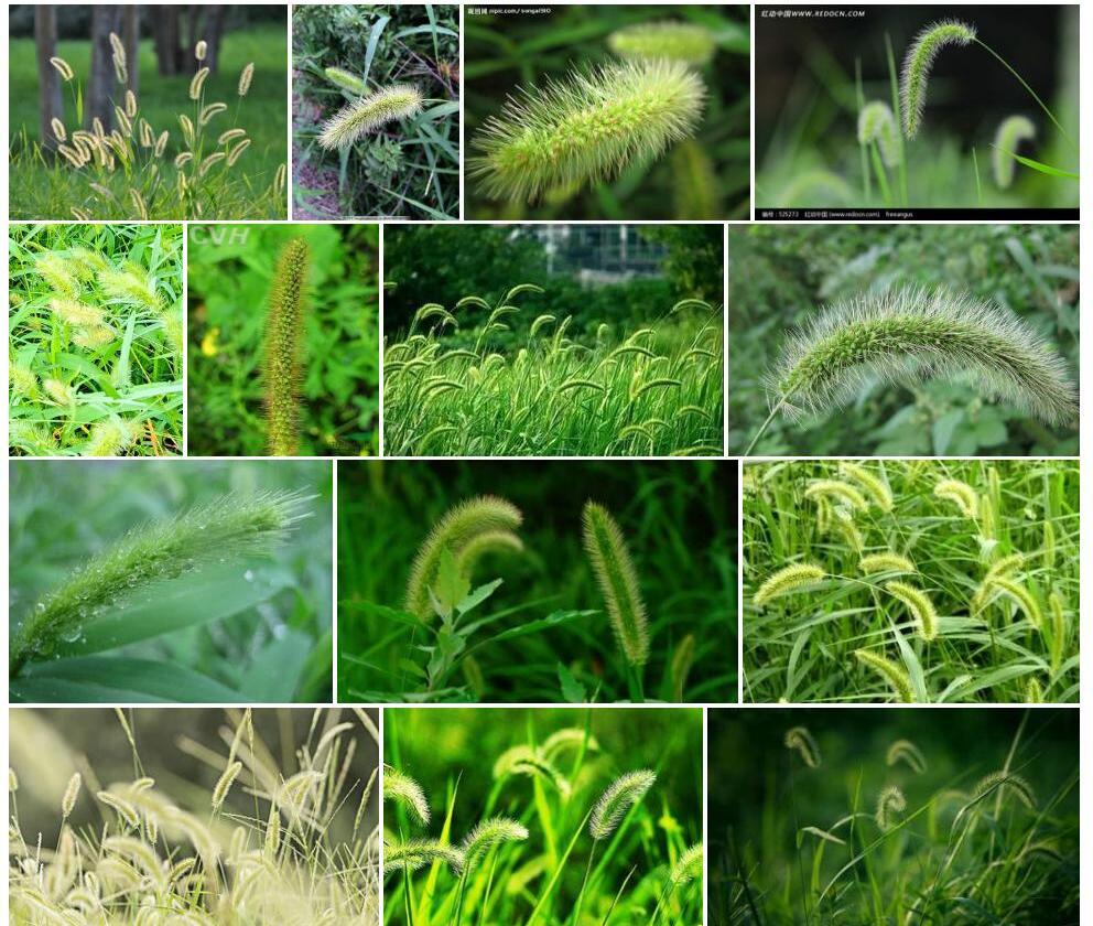 贵州狗尾草照片和图片/
