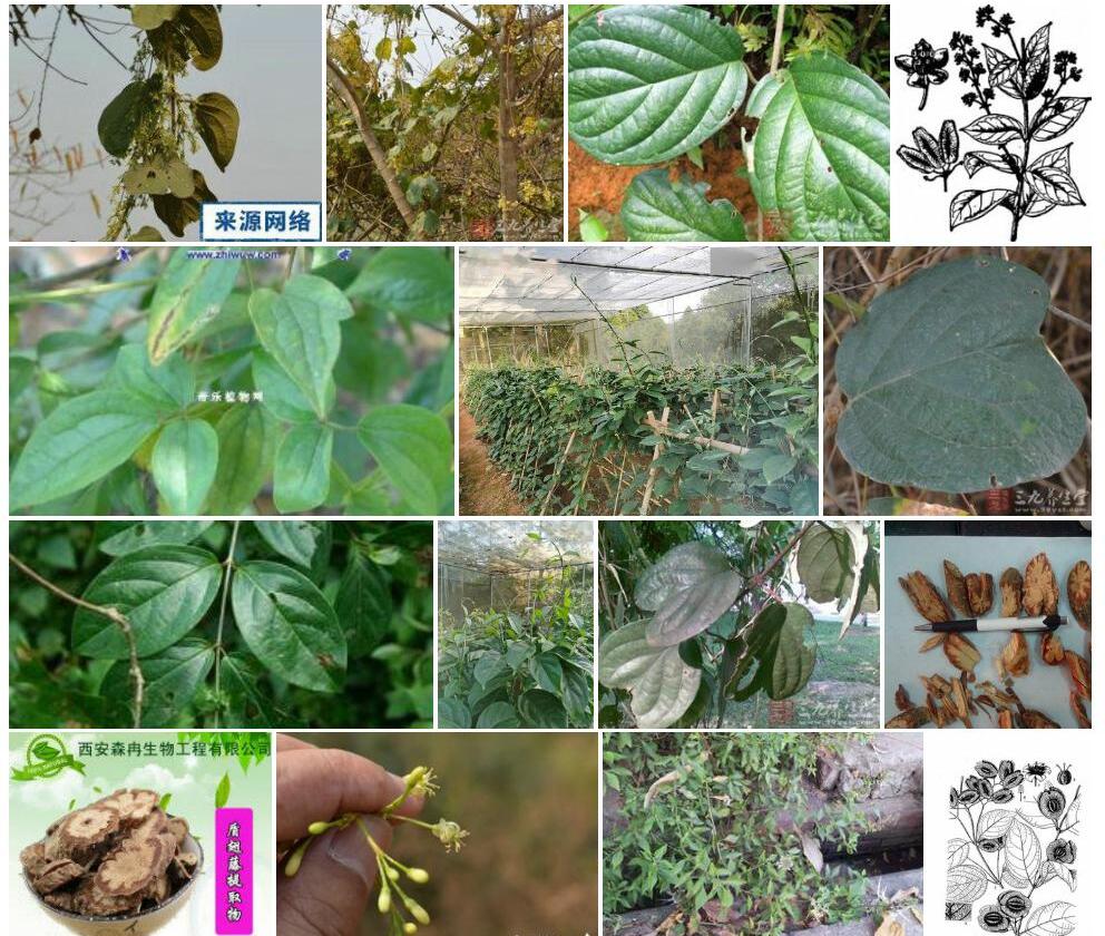 贵州盾翅藤照片和图片/