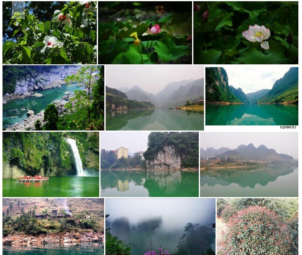 贵州芙蓉照片和图片/