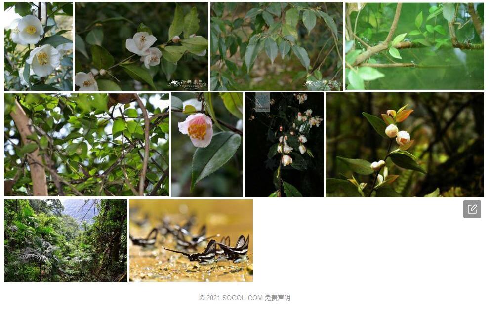 贵州连蕊茶照片和图片/