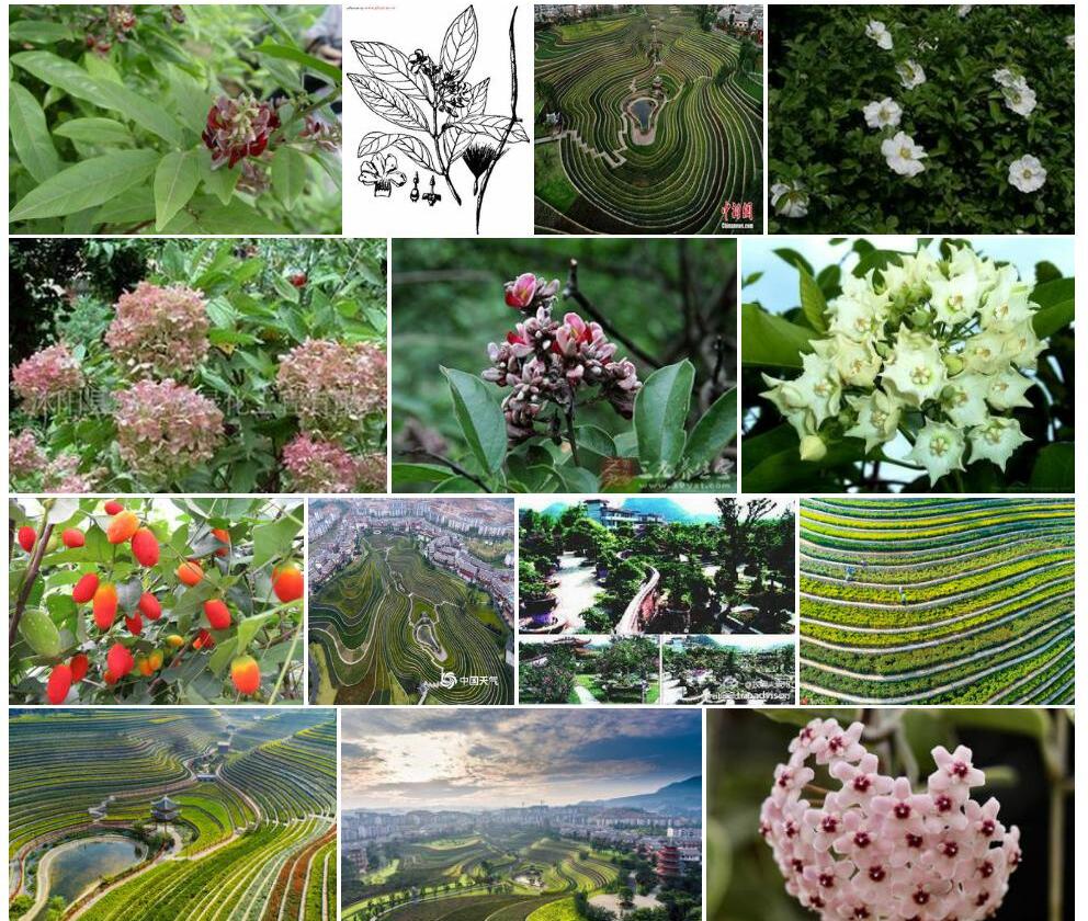 贵州香花藤照片和图片/