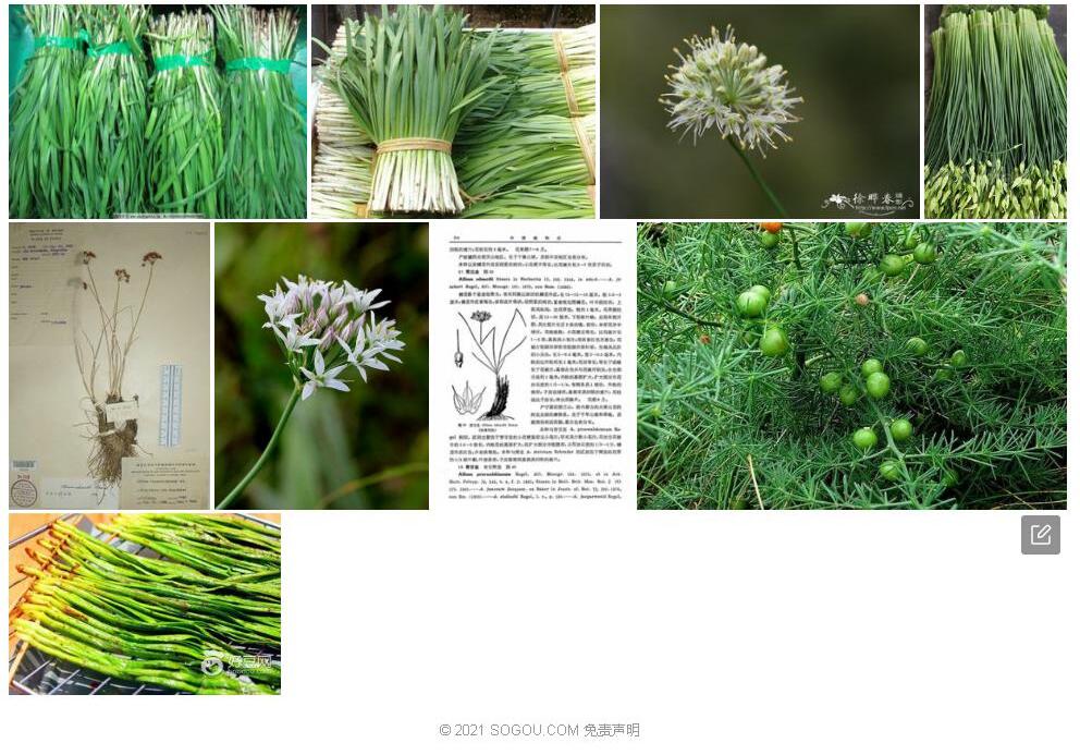 贺兰韭照片和图片/