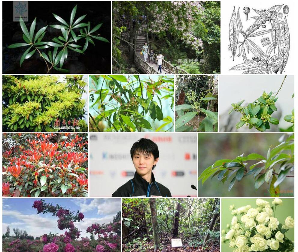 赛短花润楠照片和图片/