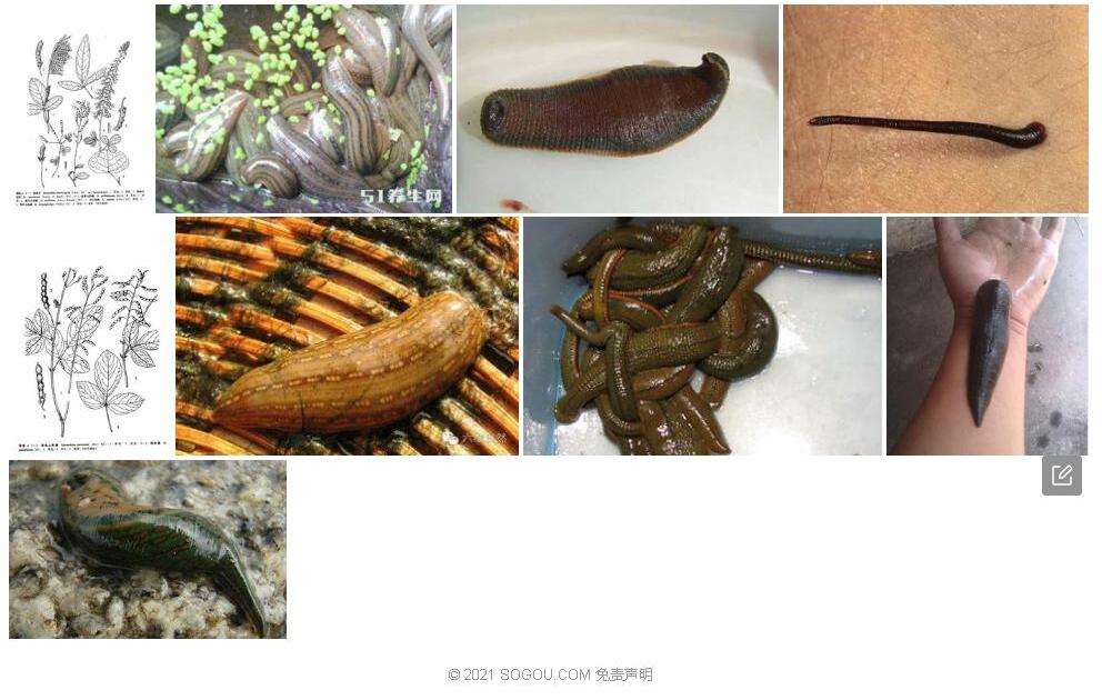 赤山蚂蝗照片和图片/