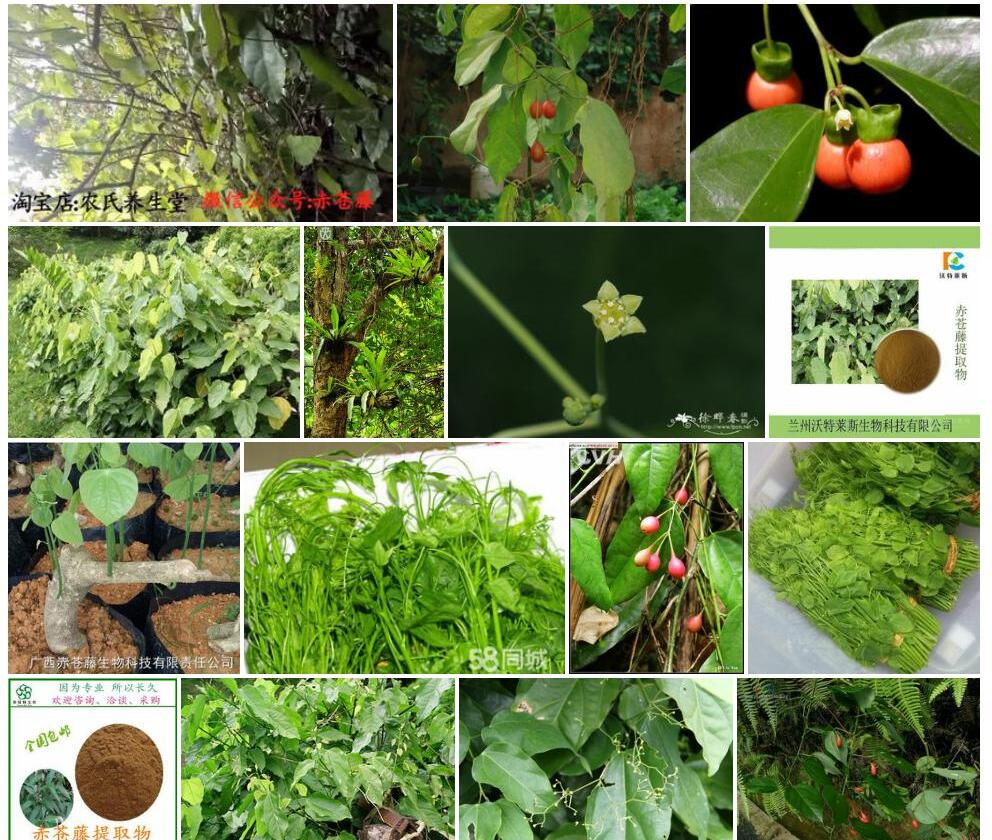 赤苍藤照片和图片/