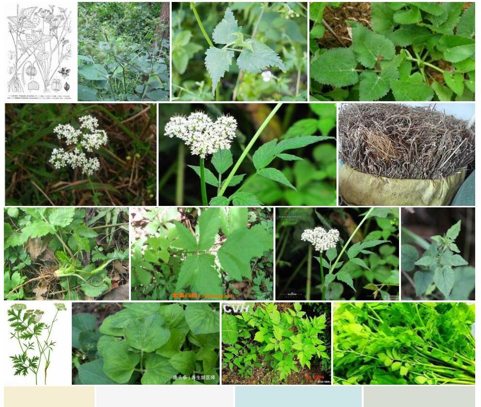 走茎异叶茴芹照片和图片/
