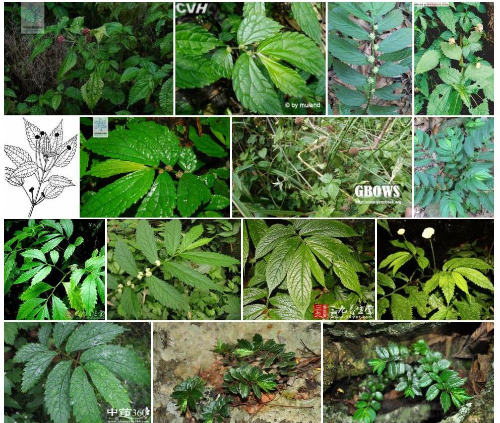 越南假楼梯草照片和图片/
