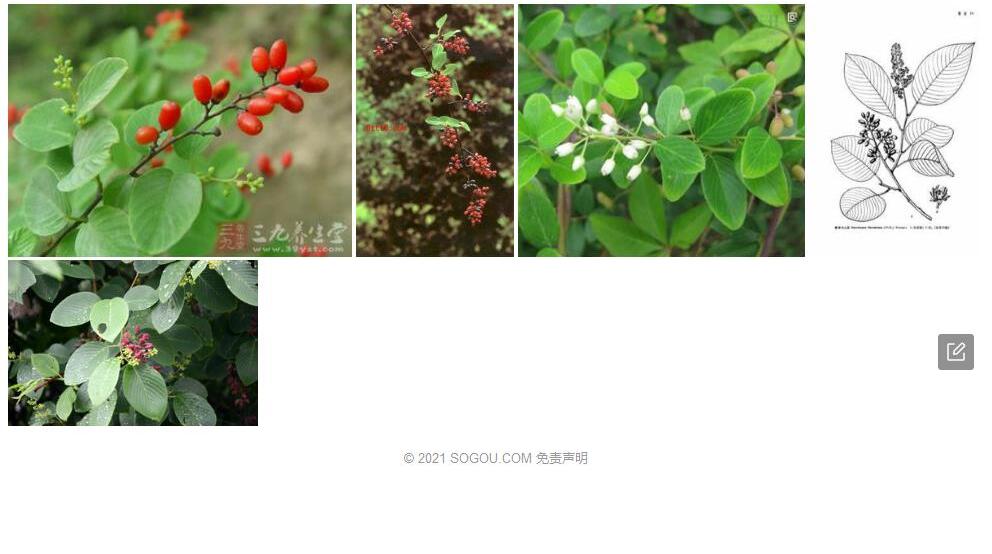 越南勾儿茶照片和图片/