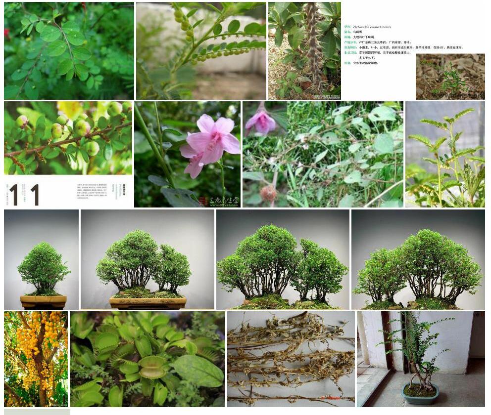 越南叶下珠照片和图片/