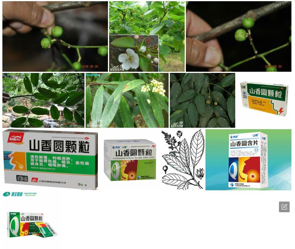越南山香圆照片和图片/