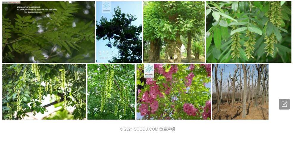 越南枫杨照片和图片/