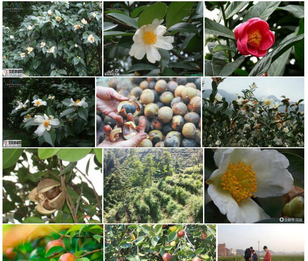 越南油茶照片和图片/