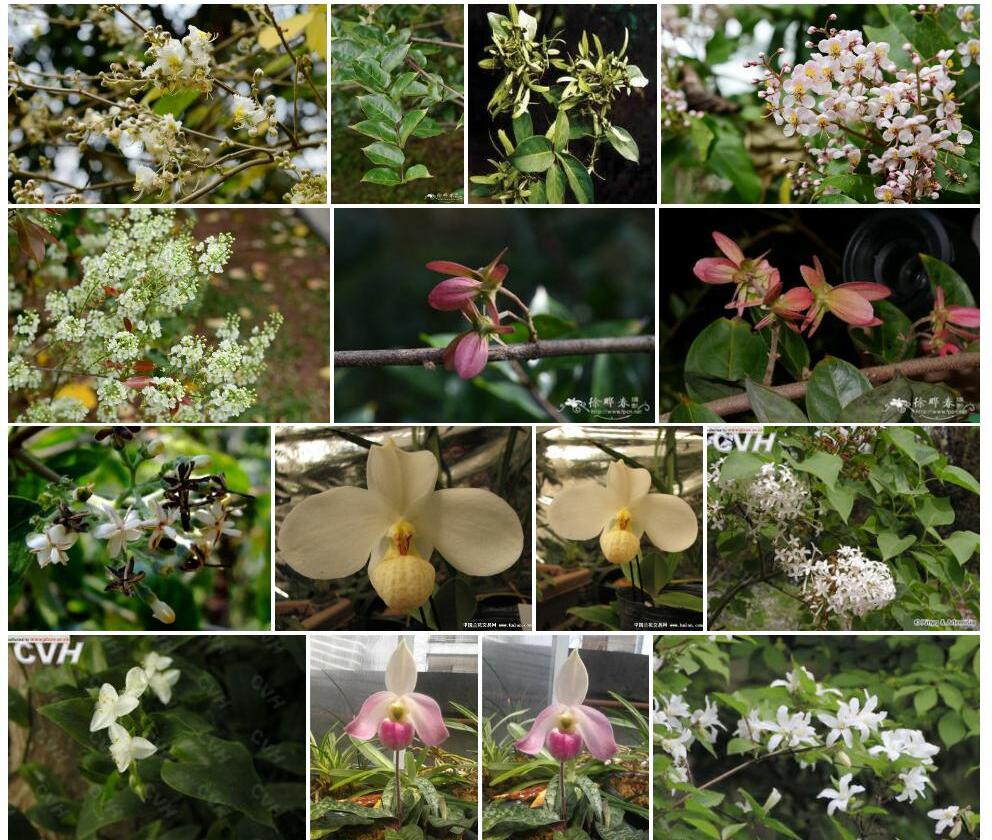 越南白花风筝果照片和图片/