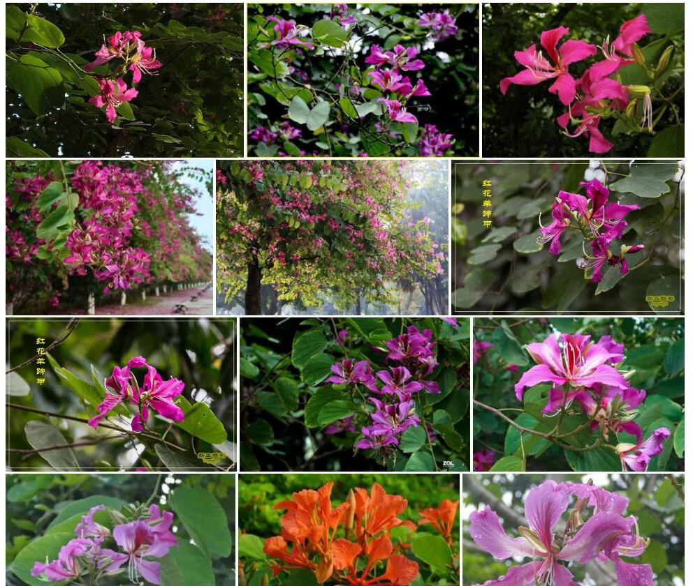 越南红花羊蹄甲照片和图片/