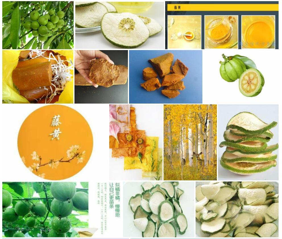 越南藤黄照片和图片/