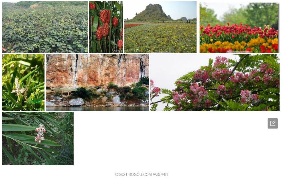 距花山姜照片和图片/
