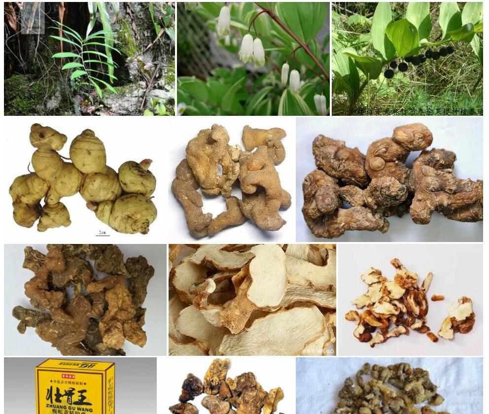 距药黄精照片和图片/
