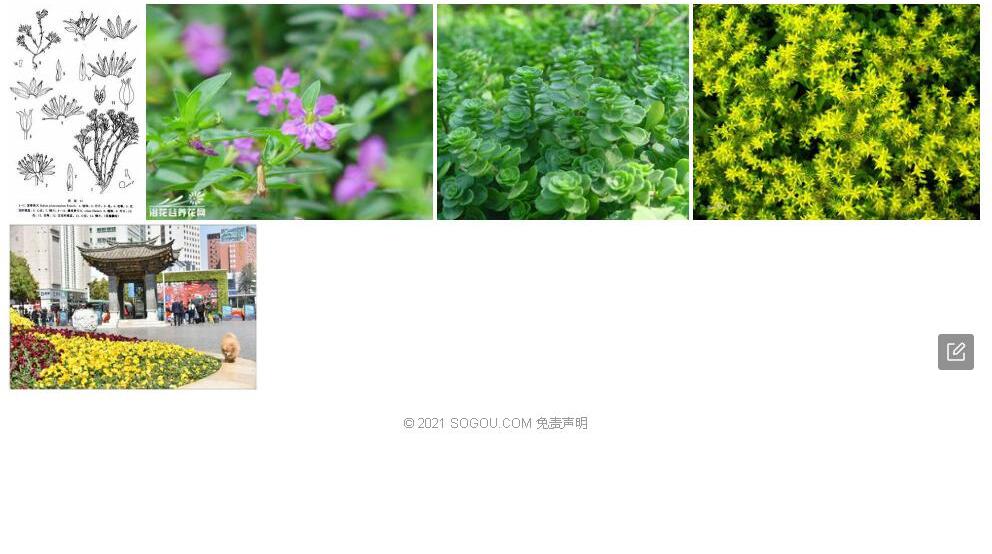 距萼景天照片和图片/