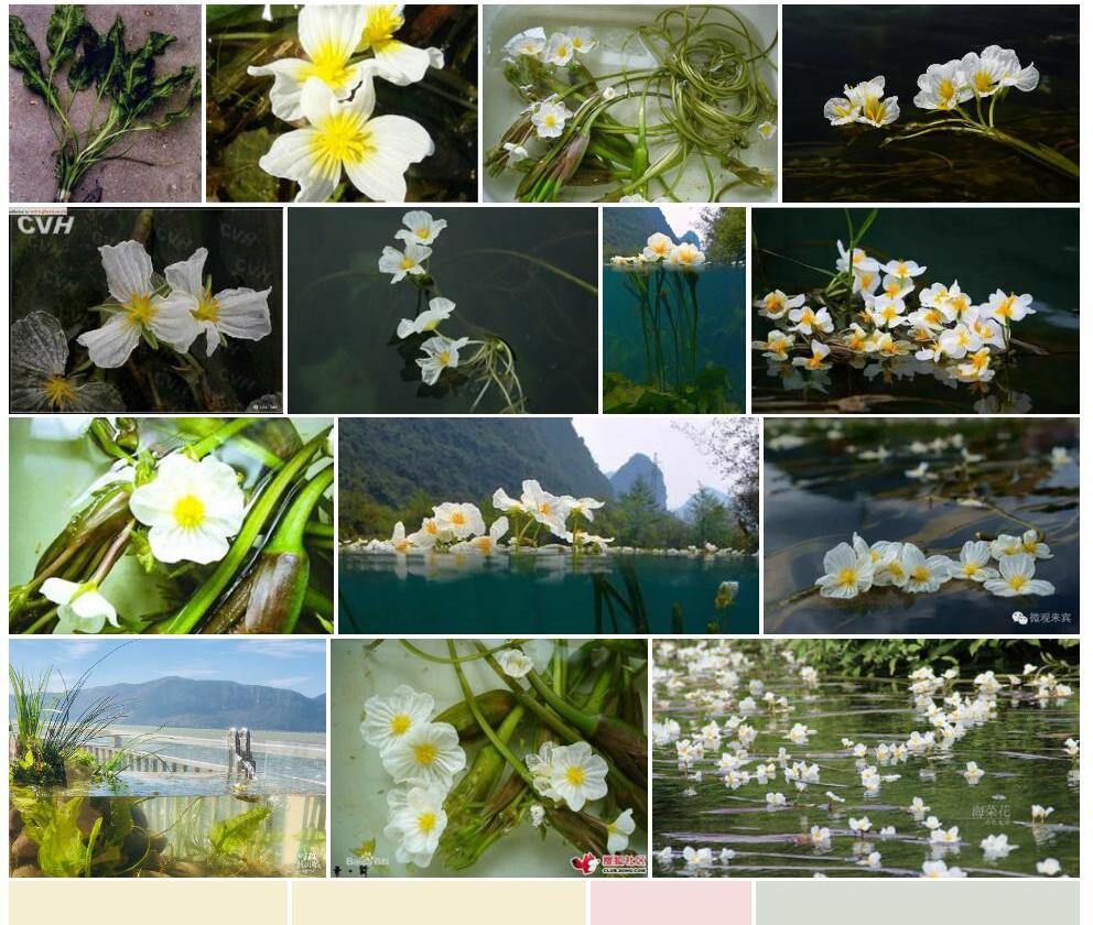 路南海菜花照片和图片/