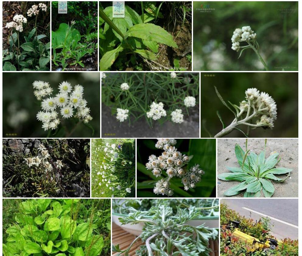 车前叶黄腺香青照片和图片/