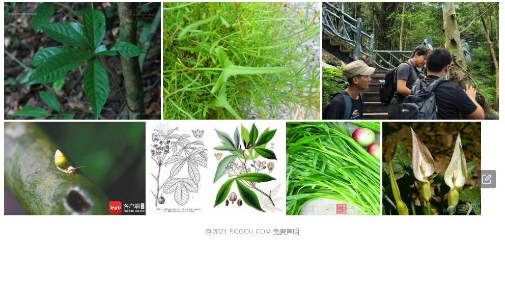 轮叶戟照片和图片/