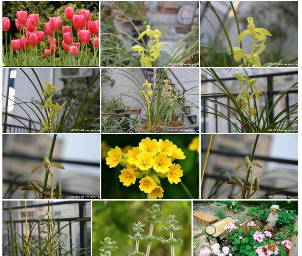 轮花香草照片和图片/