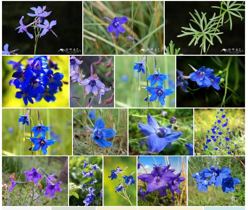 软毛翠雀花照片和图片/