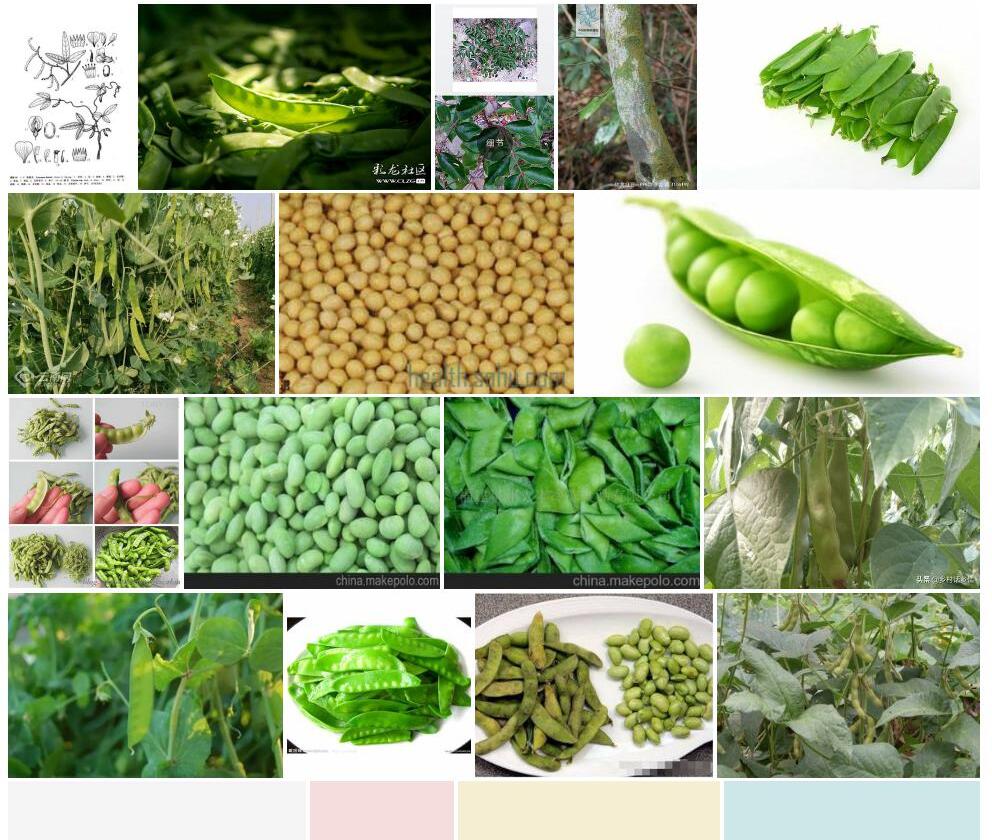 软荚豆照片和图片/
