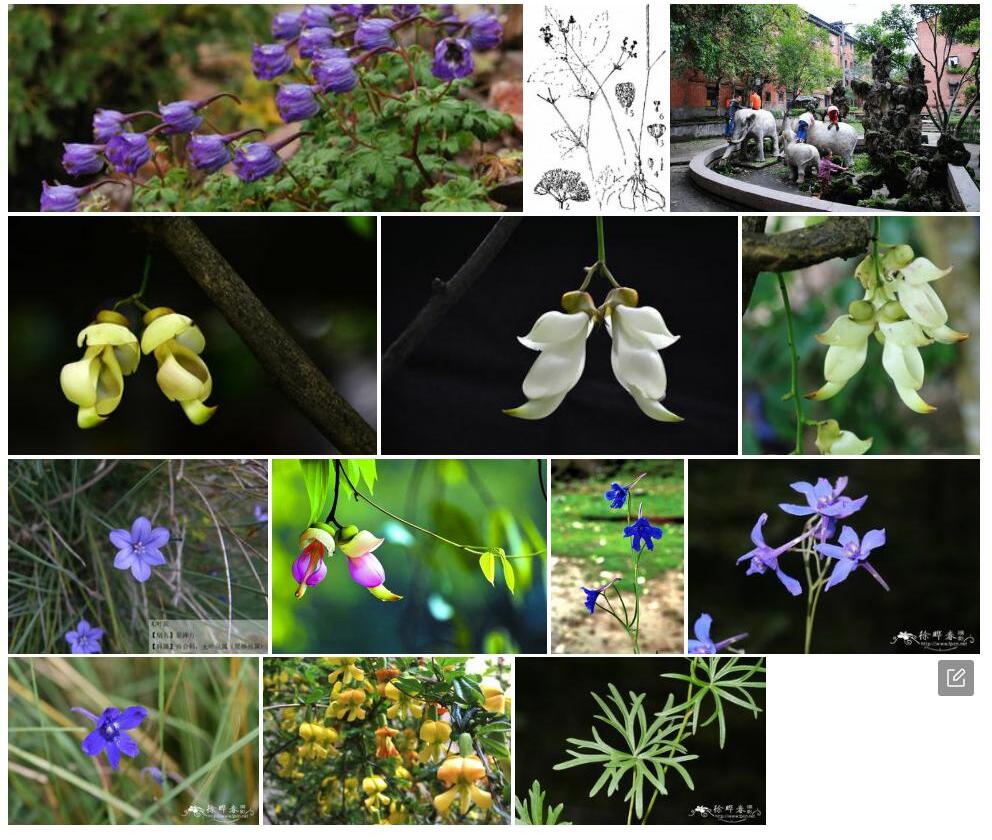 软雀花照片和图片/