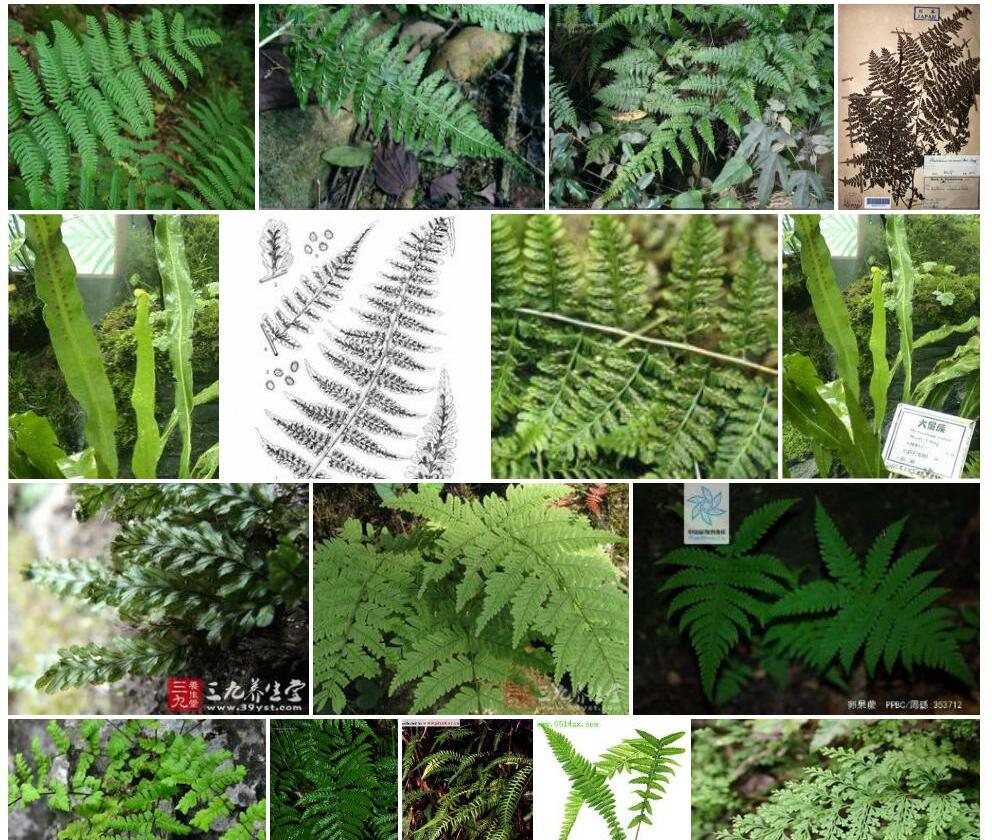 轴果蕨照片和图片/