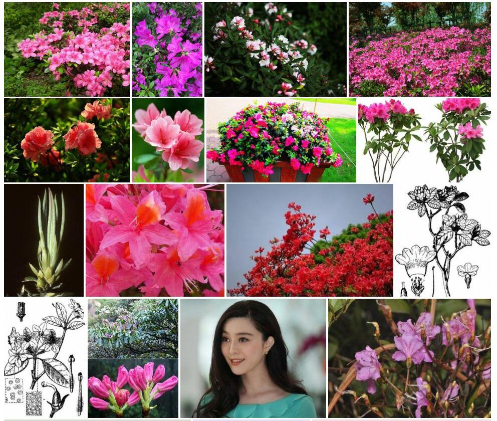 辐花杜鹃照片和图片/