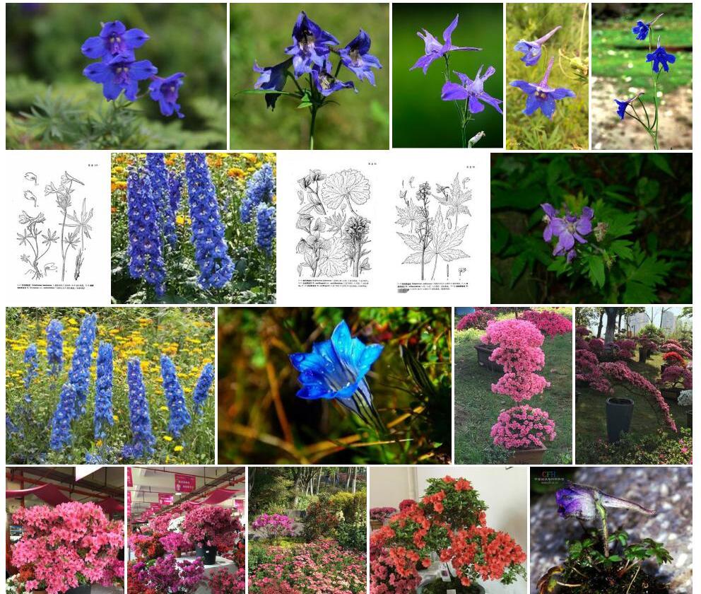辐裂翠雀花照片和图片/