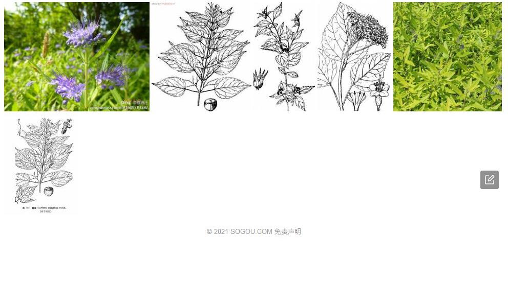 辣莸照片和图片/