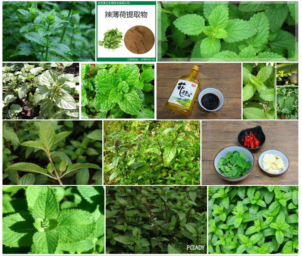 辣薄荷照片和图片/
