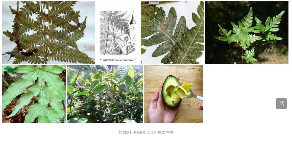 边果蕨照片和图片/
