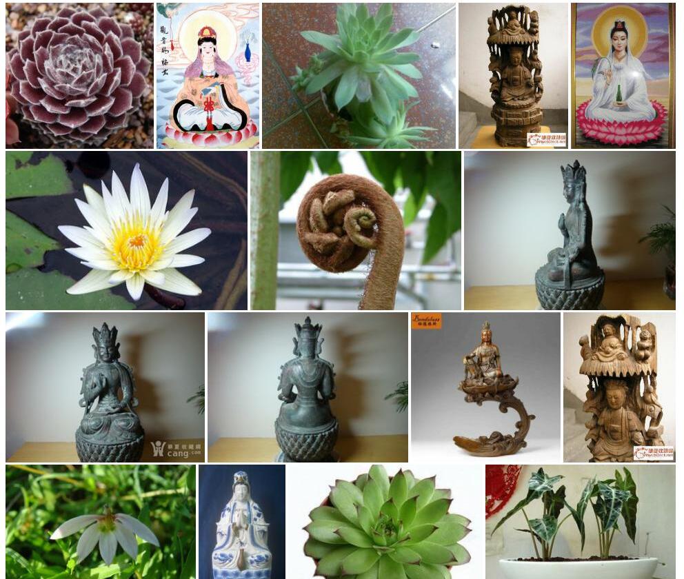 边生观音座莲照片和图片/