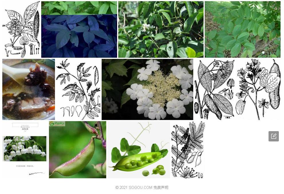 边荚鱼藤照片和图片/