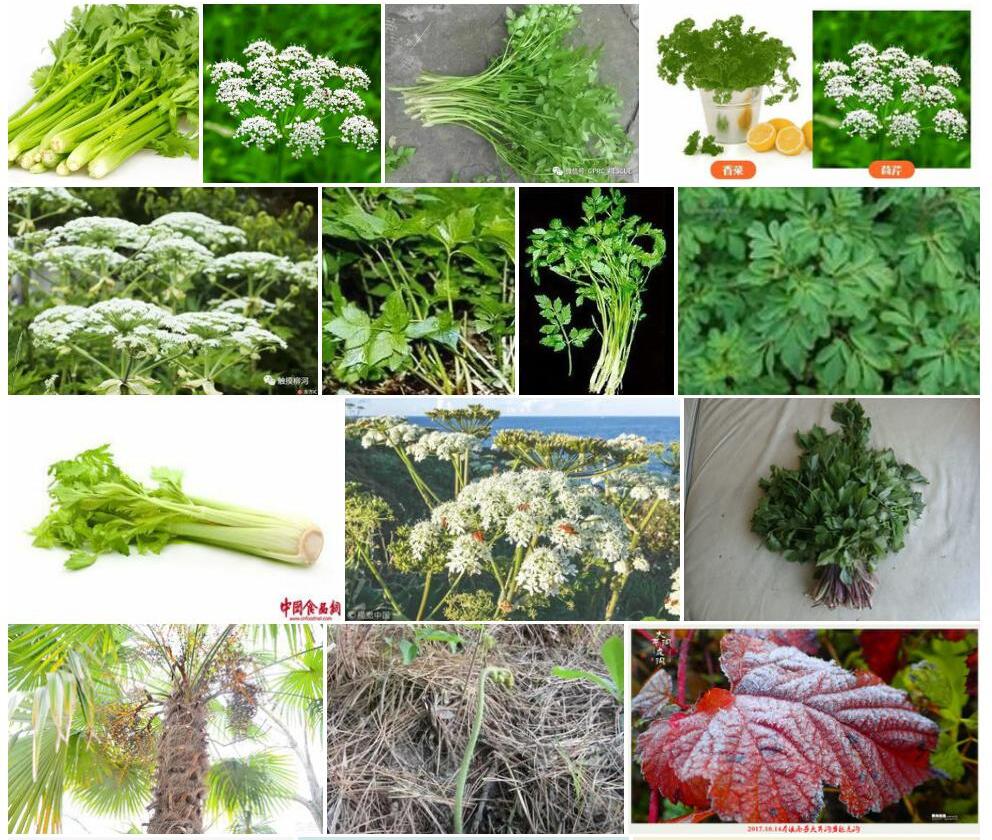 辽冀茴芹照片和图片/