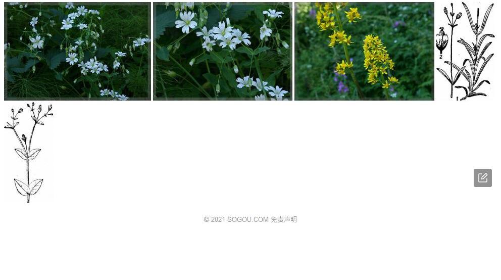 达乌里卷耳照片和图片/